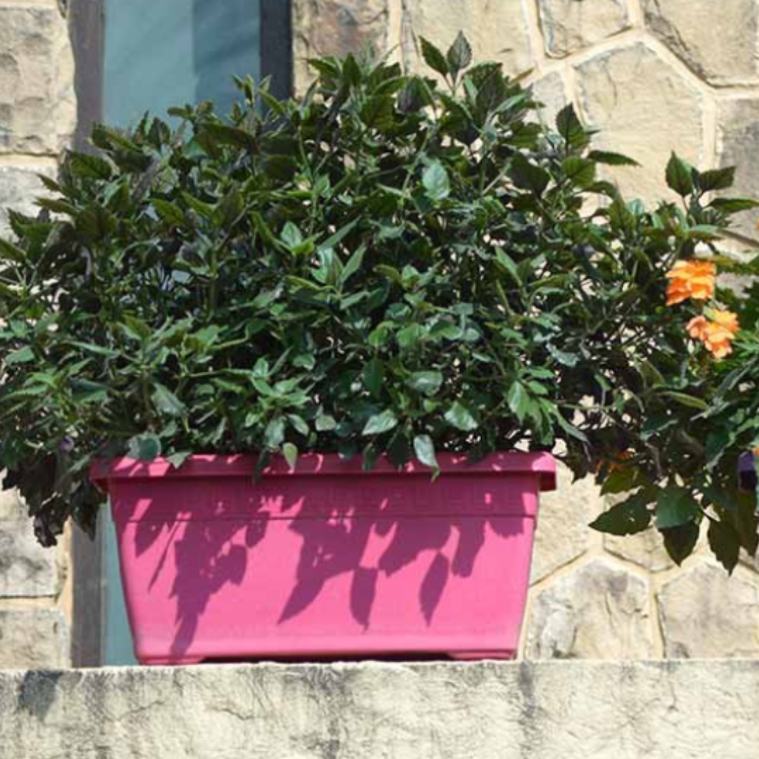 Hug A Plant | Window Planter 60CM Rectangle Plastic Pot for Home & Garden (Pack of 1)