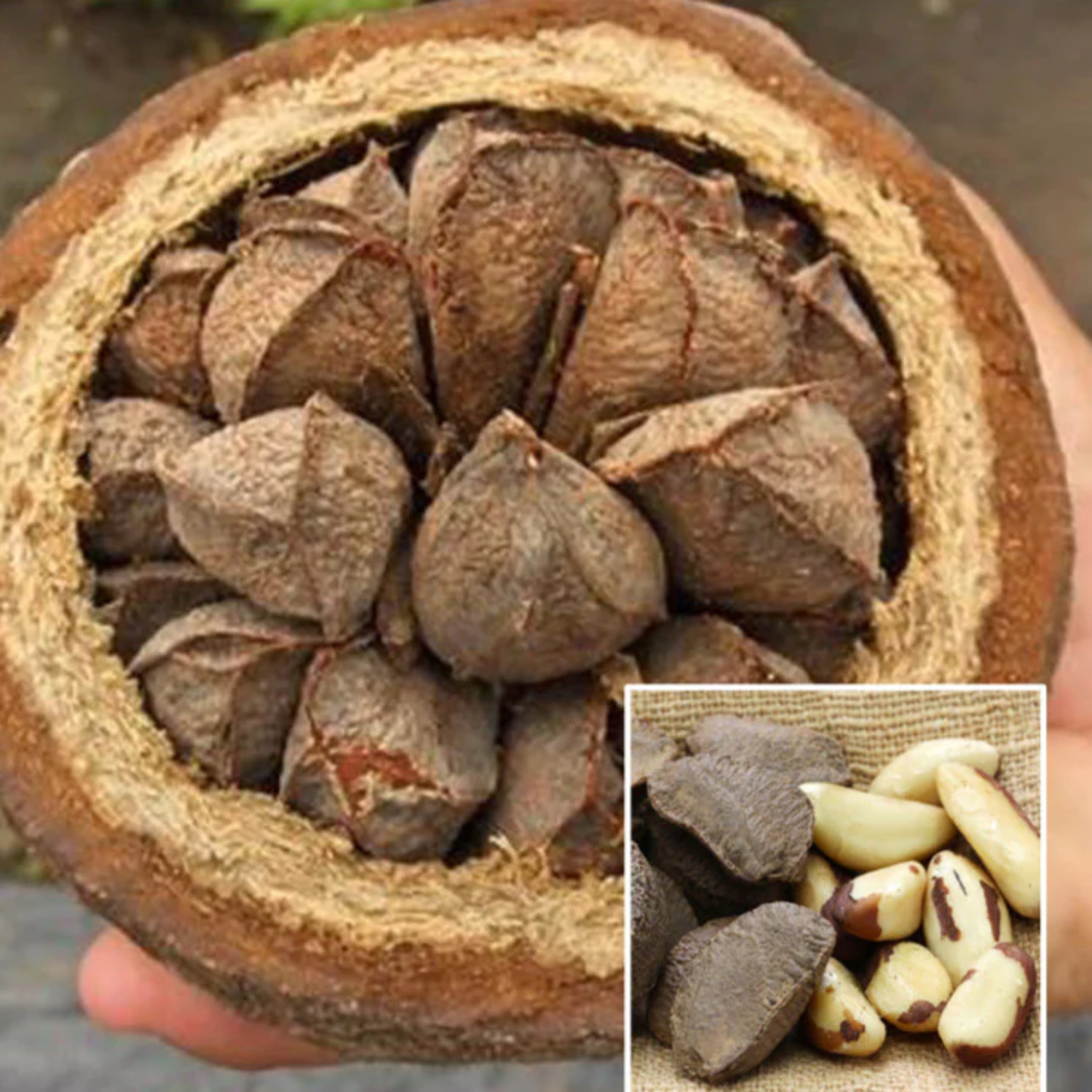 Brazil Nut fruit Garcinia Aristata Seedling Fruit Plant Home