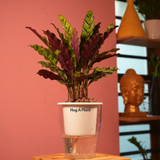 Calathea insignis (Goeppertia insignis) - Live Plant (With 5 Inch Self-Watering Pot & Plant)