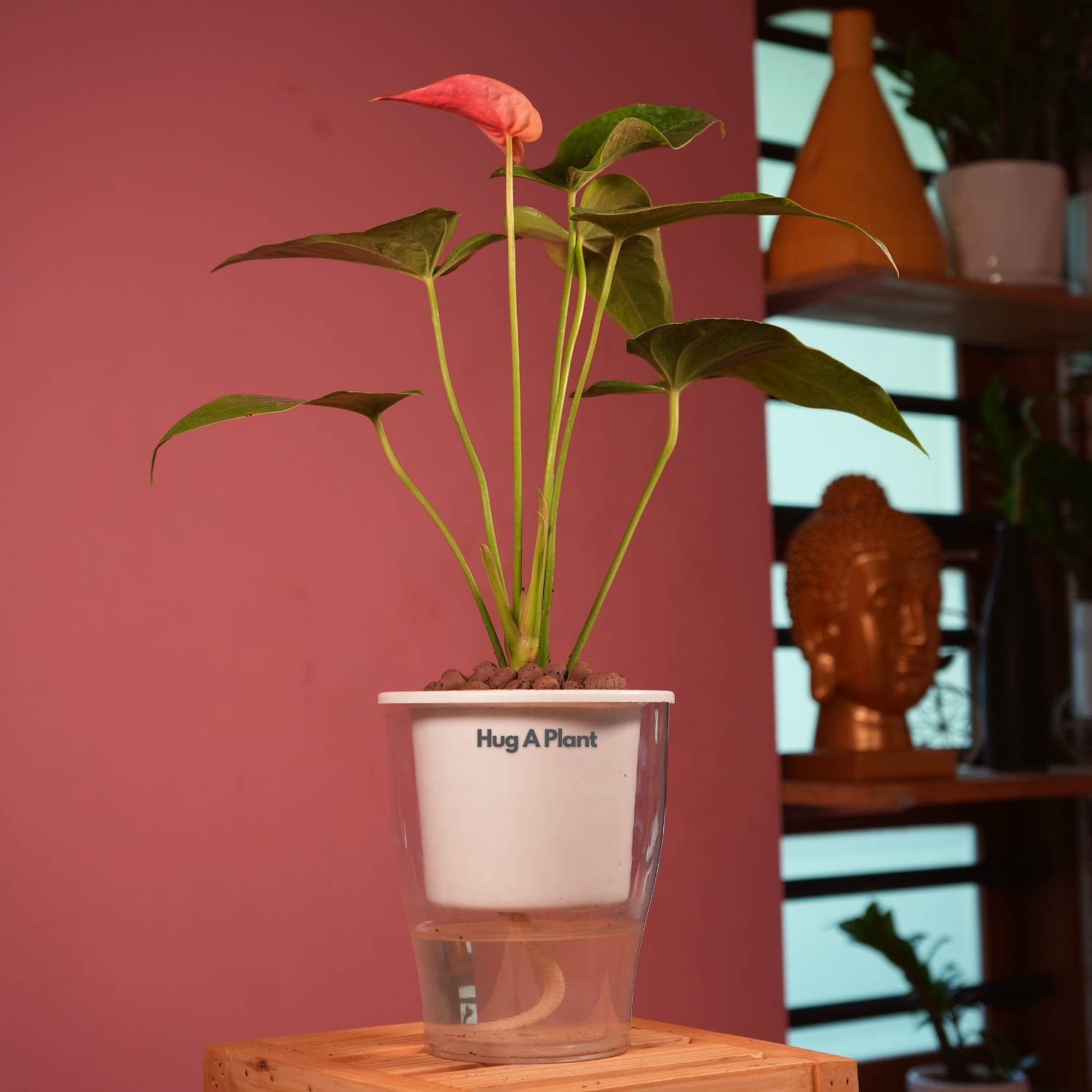 Red Anthurium (Anthurium andraeanum) Flowering/Ornamental Live Plant (With 5 Inch Self-Watering Pot & Plant)