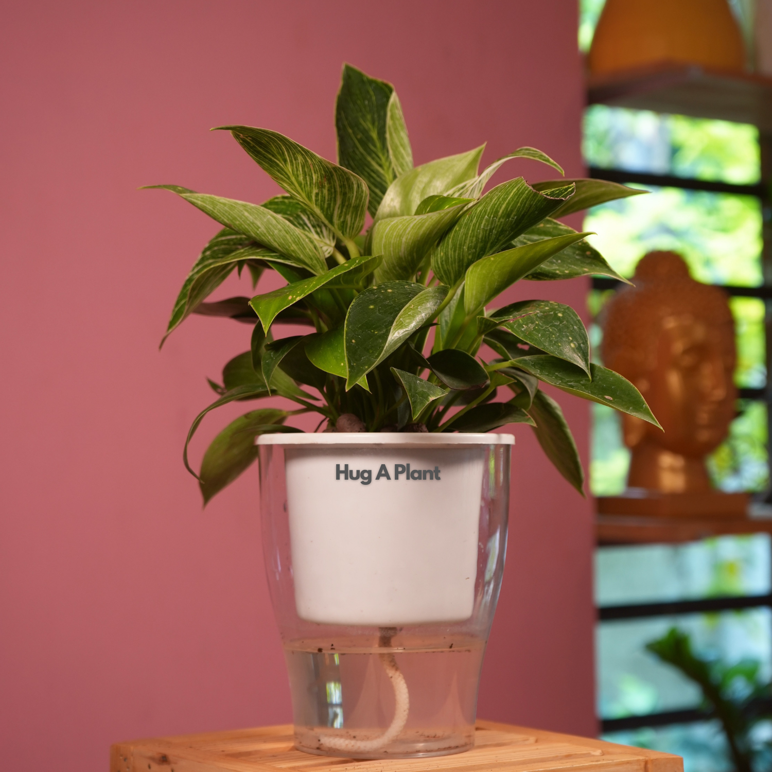 Philodendron Birkin / White Wave - Live Plant (With 5 Inch Self-Watering Pot & Plant)