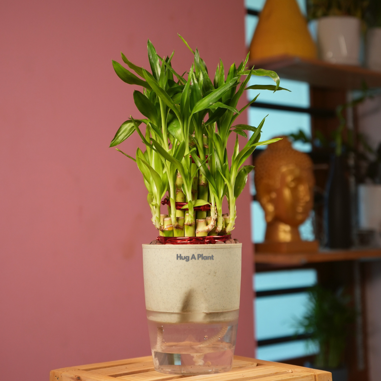 3 Layer Lucky Bamboo - Live Plant (With Self-Watering Pot & Plant)