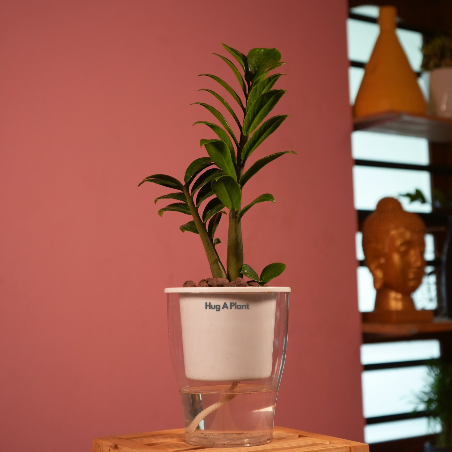 Zamioculcas zamiifolia ‘Zenzi’ Dwarf ZZ Plant- Live Plant (With 5 Inch Self-Watering Pot & Plant)