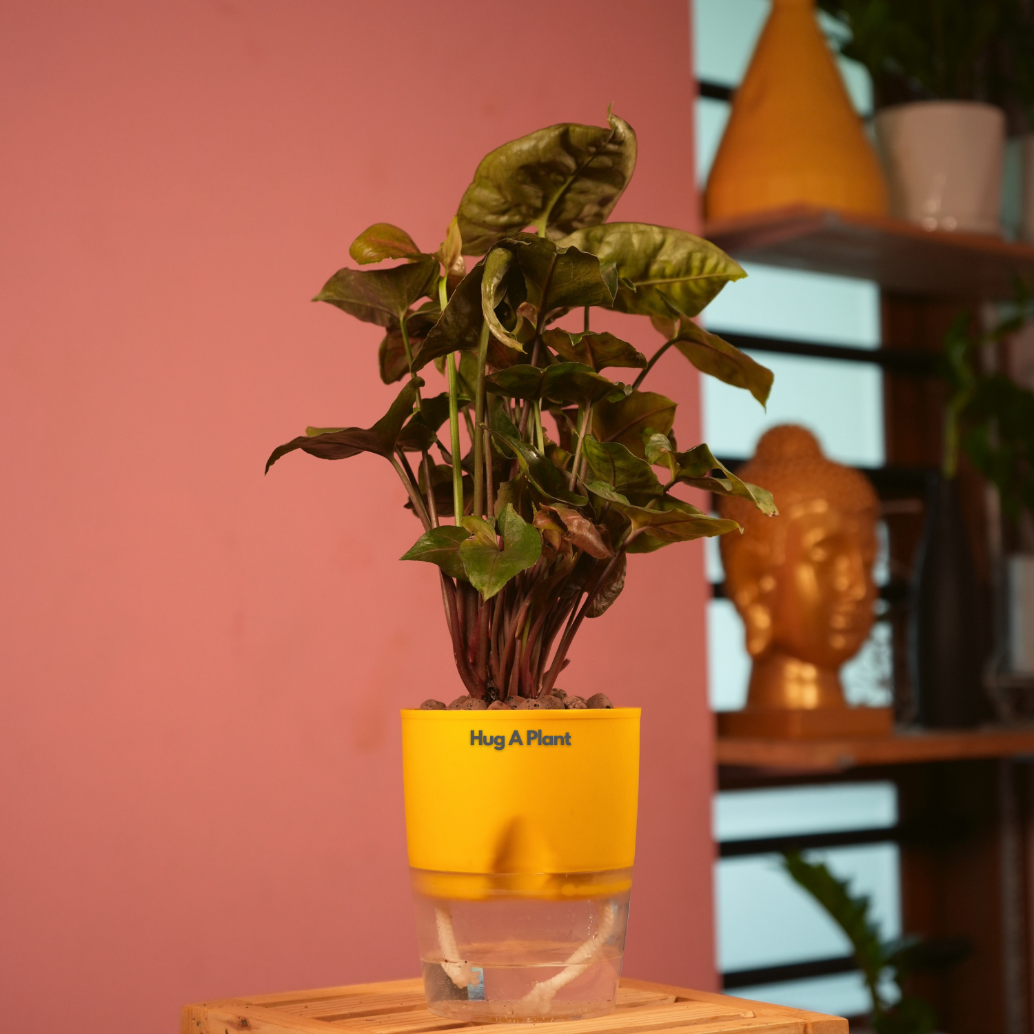 Syngonium Red Plum Plant (Pink veins) - Live Plant (With Self-Watering Pot & Plant)