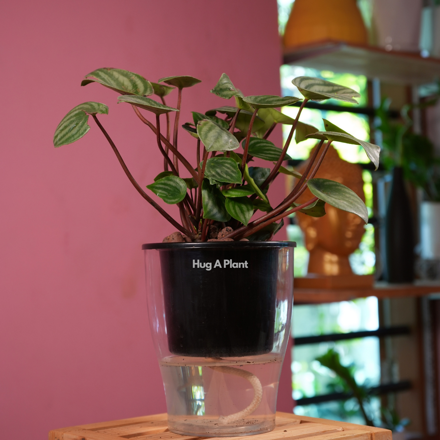 Watermelon Peperomia (Peperomia argyreia) - Live Plant (With 5 Inch Self-Watering Pot & Plant)