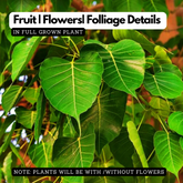 Birth Star : Pushya|Pooyam|Pusam|Tishya (Plant: Arayal-Ficus Religiosa) (H&G)