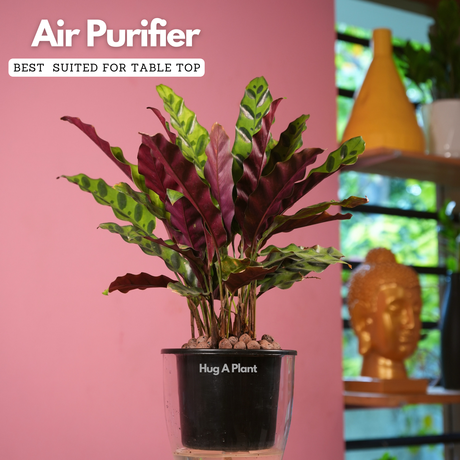 Calathea insignis (Goeppertia insignis) - Live Plant (With 5 Inch Self-Watering Pot & Plant)