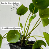 Chinese Money Plant (Pilea peperomioides) - Live Plant (Home & Garden)