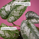Silver Pictus / Silver Satin Pothos - Live Plant ( 4 Inch With Self-Watering Pot & Plant)