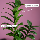 Zamioculcas zamiifolia ‘Zenzi’ Dwarf ZZ Plant- Live Plant (With 5 Inch Self-Watering Pot & Plant)