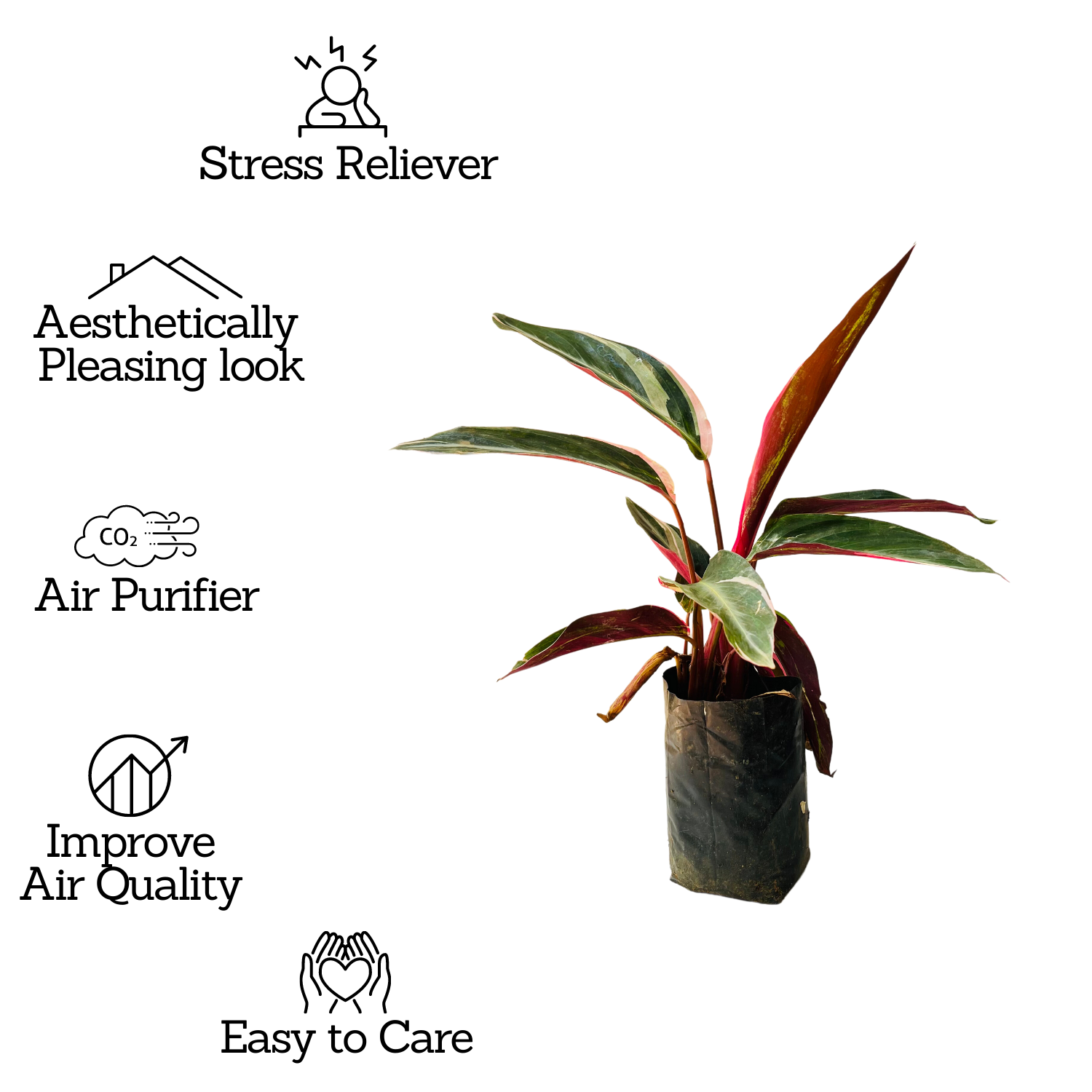 Calathea Stromanthe Triostar - Live Plant (Home & Garden)