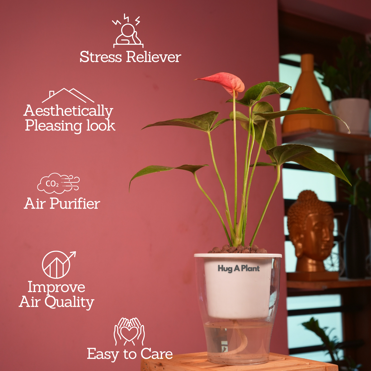Red Anthurium (Anthurium andraeanum) Flowering/Ornamental Live Plant (With 5 Inch Self-Watering Pot & Plant)