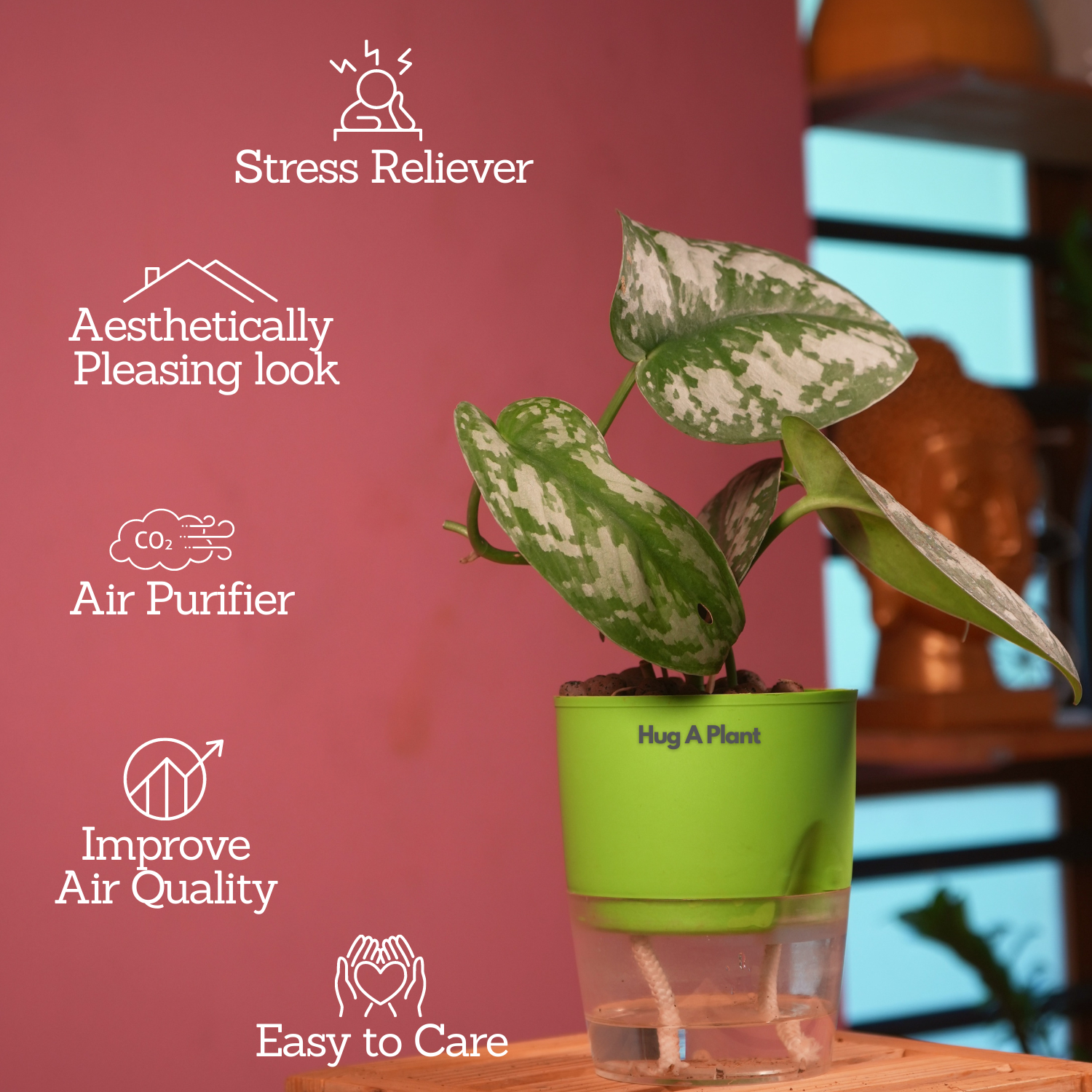 Silver Pictus / Silver Satin Pothos - Live Plant ( 4 Inch With Self-Watering Pot & Plant)