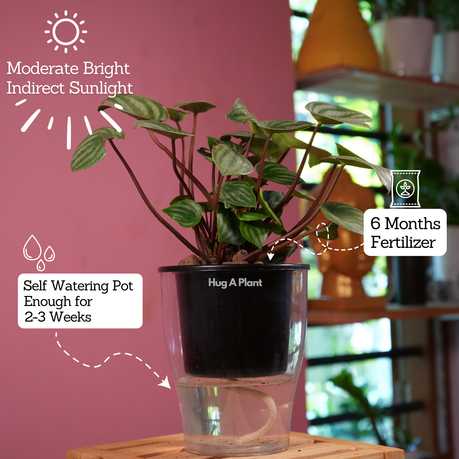 Watermelon Peperomia (Peperomia argyreia) - Live Plant (With 5 Inch Self-Watering Pot & Plant)