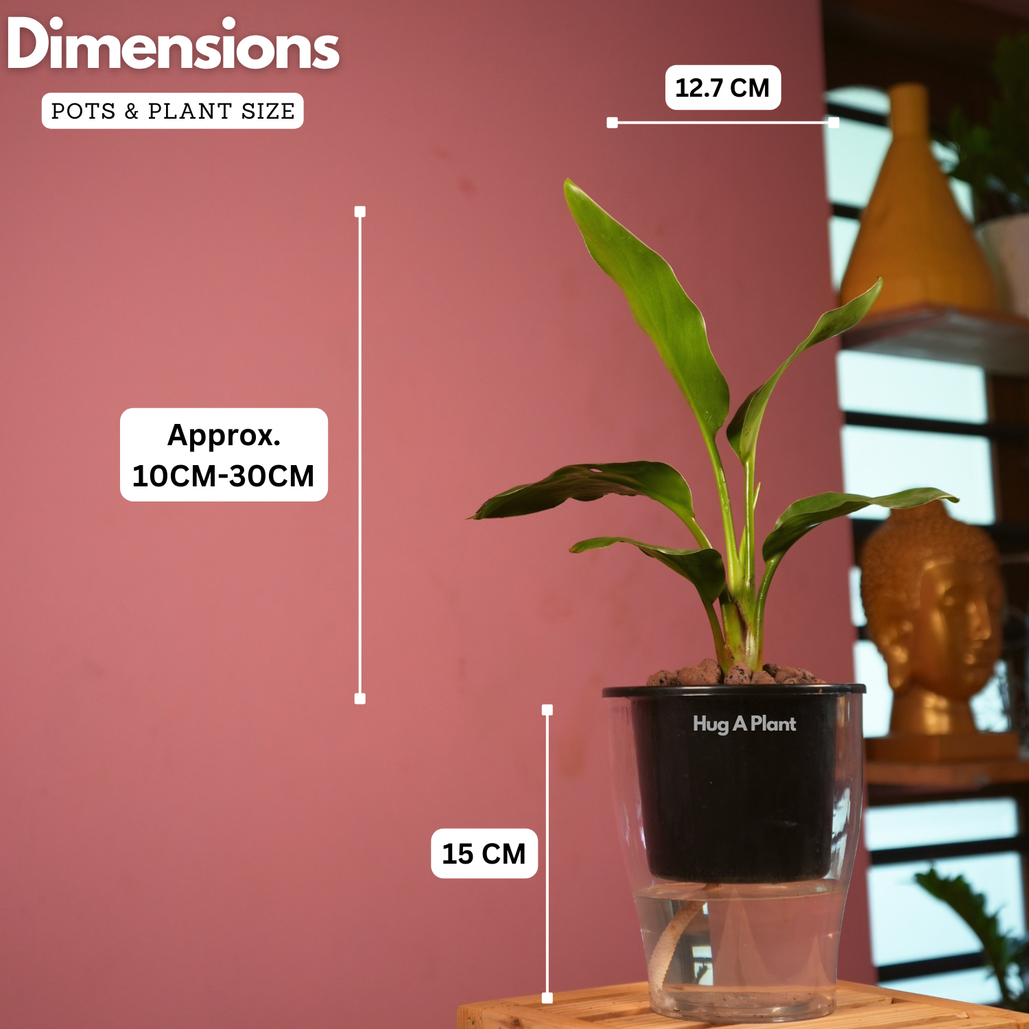 Bird Of Paradise (Strelitzia reginae)- Live Plant (With 5 Inch Self-Watering Pot & Plant)