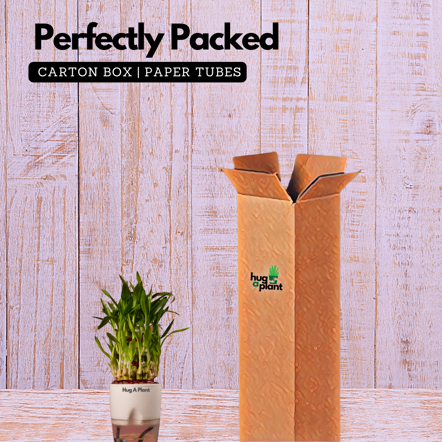 3 Layer Lucky Bamboo - Live Plant (With Self-Watering Pot & Plant)