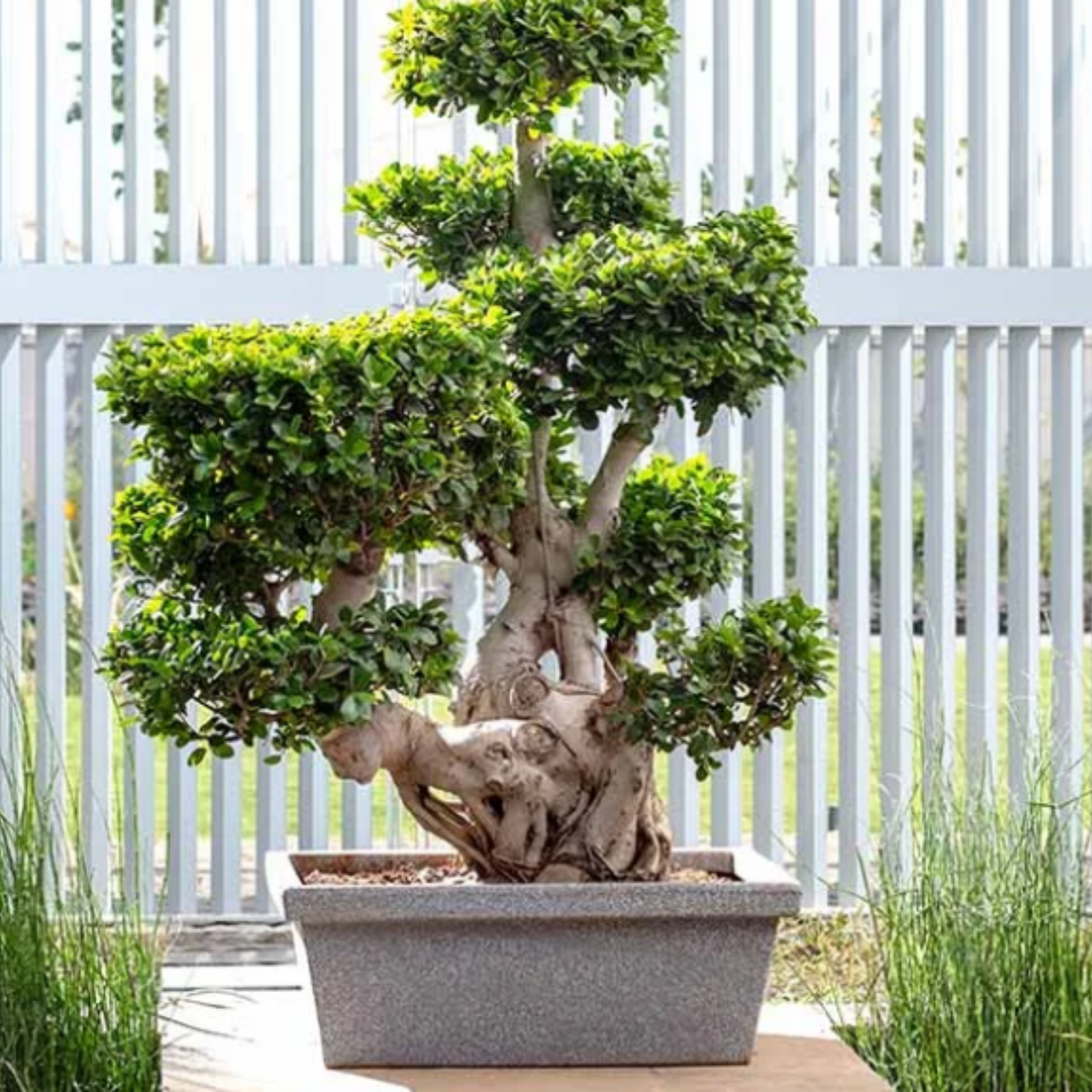 Hug A Plant | Bonsai R-70 Rotomolded Plastic Pot for Home & Garden (73CM|28INCH, Pack of 1)