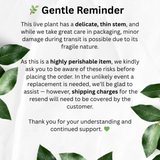 Fittonia Green Plant Hanging With Pot