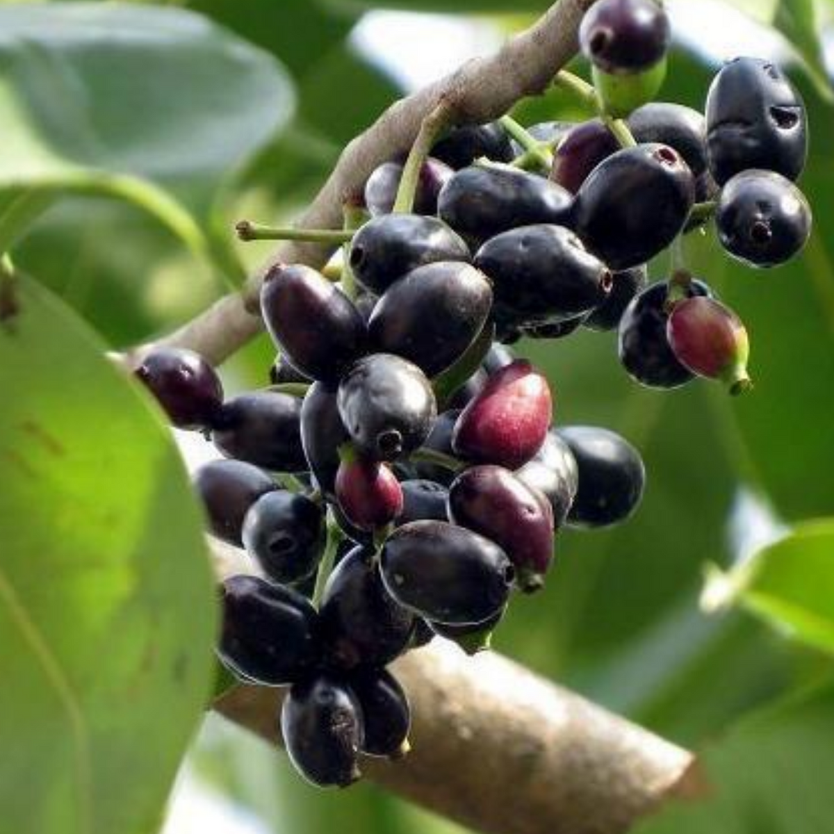 Jamun / NJaval / Malabar plum / black plum / jambul (Syzygium cumini) Fruit Live Plant (Home & Garden)