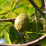 Malabar Chestnut (Pachira glabra) Fruit Live Plant (Home & Garden)