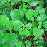 Thazhuthama (Boerhaavia Diffusa)Tamilama / Punarnava / Beshakapore /  Medicinal Live Plant (Home & Garden)