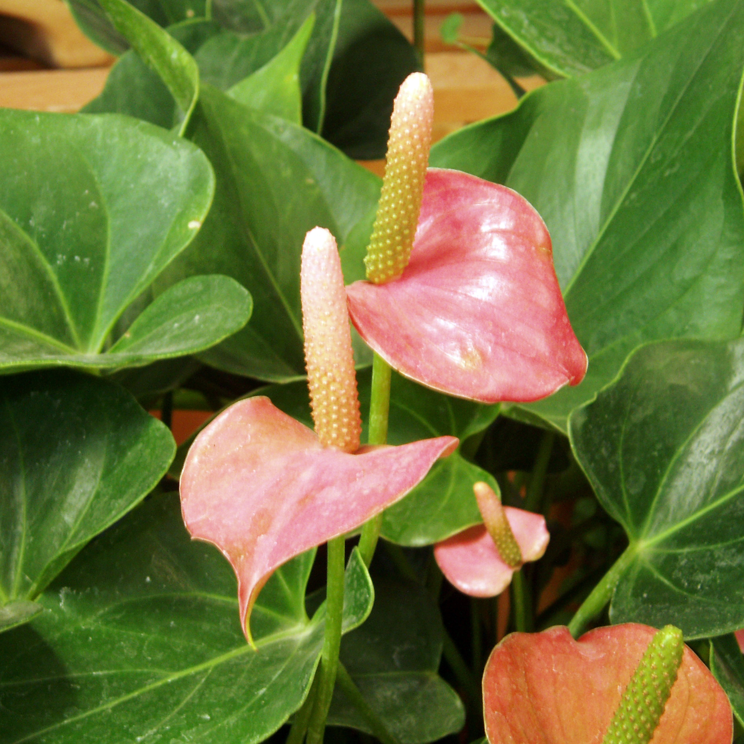 19+ Painter'S Palette Plant Anthurium Paint Brush/Painter's-palette Plant(Anthurium Pendulifolium