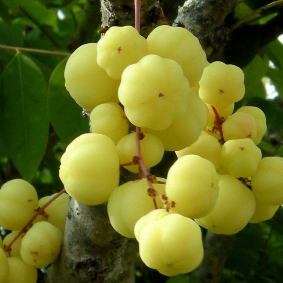 Star Gooseberry / Arinelli Fruit Live Plant (Home & Garden)
