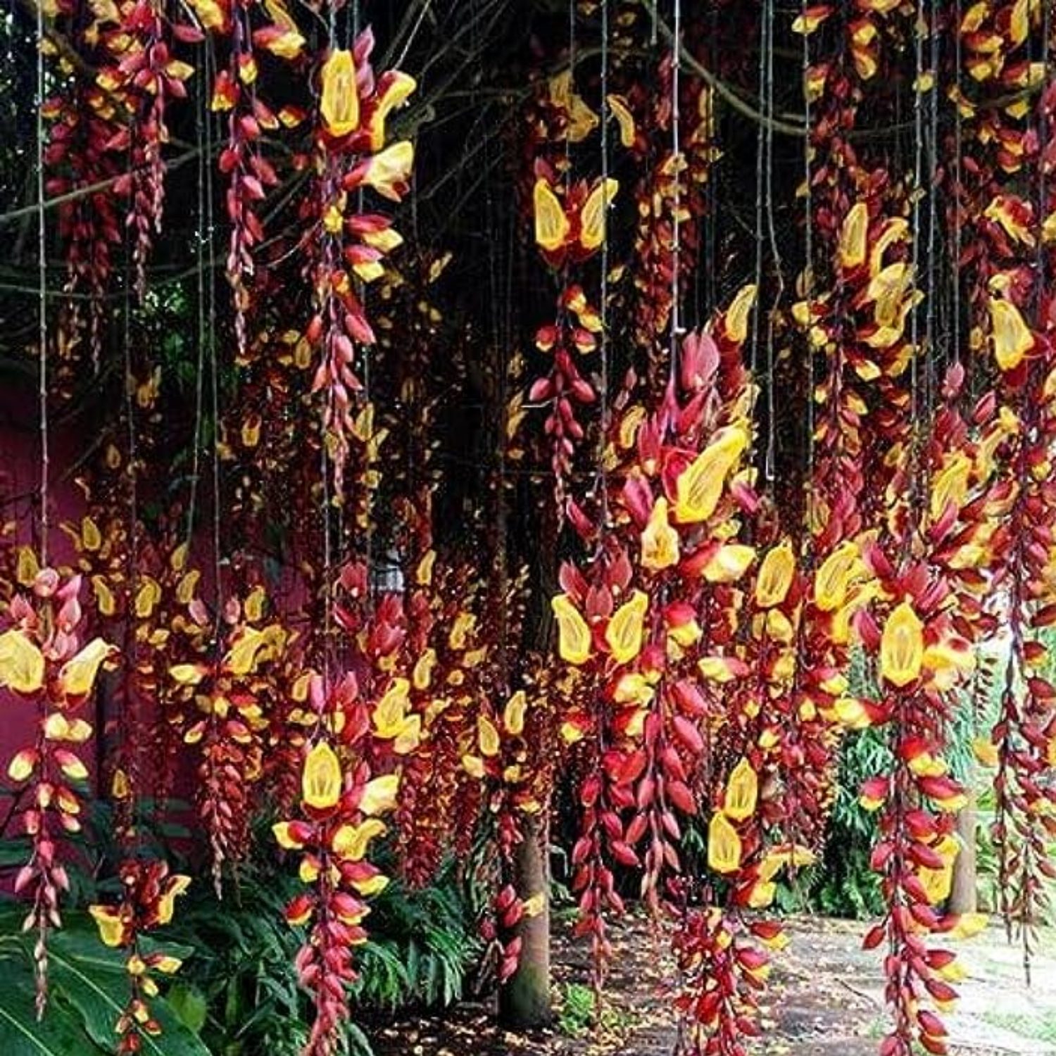 Lady 2025 shoes flower