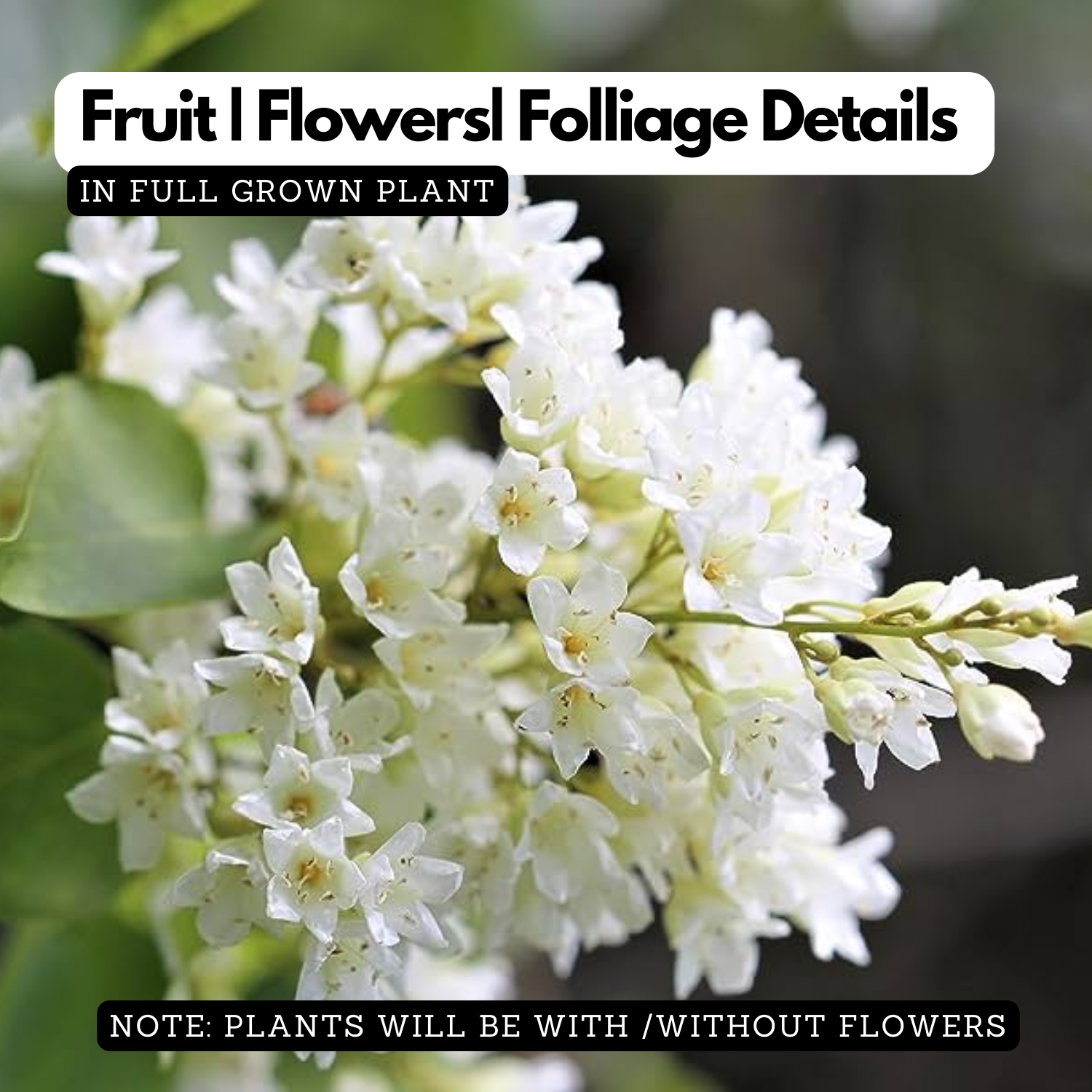 Manimulla (Porana Paniculata) Flowering/Ornamental Live Plant (Home & Garden)