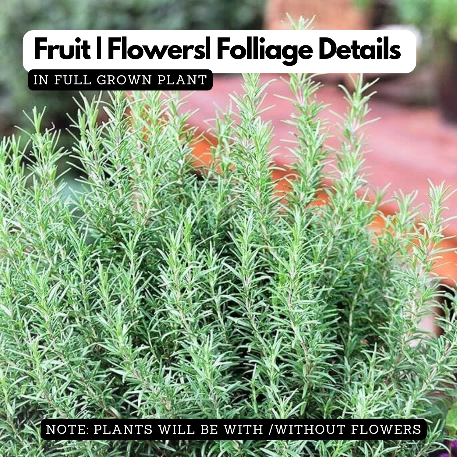 Rosemary Plant / Gulmehendi (Salvia rosmarinus) Flowering / Ornamental / Medicinal Live Plant (Home & Garden)