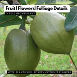Malabar Chestnut (Pachira glabra) Fruit Live Plant (Home & Garden)