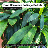True Cardamom / Elakka / Elaichi (Elettaria cardamomum) Medicinal / Ornamental / Spice Live Plant (Home & Garden)