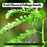 Keezharnelli / Gale of the wind (Phyllanthus niruri) Ornamental/Medicinal/ Live Plant (Home & Garden)