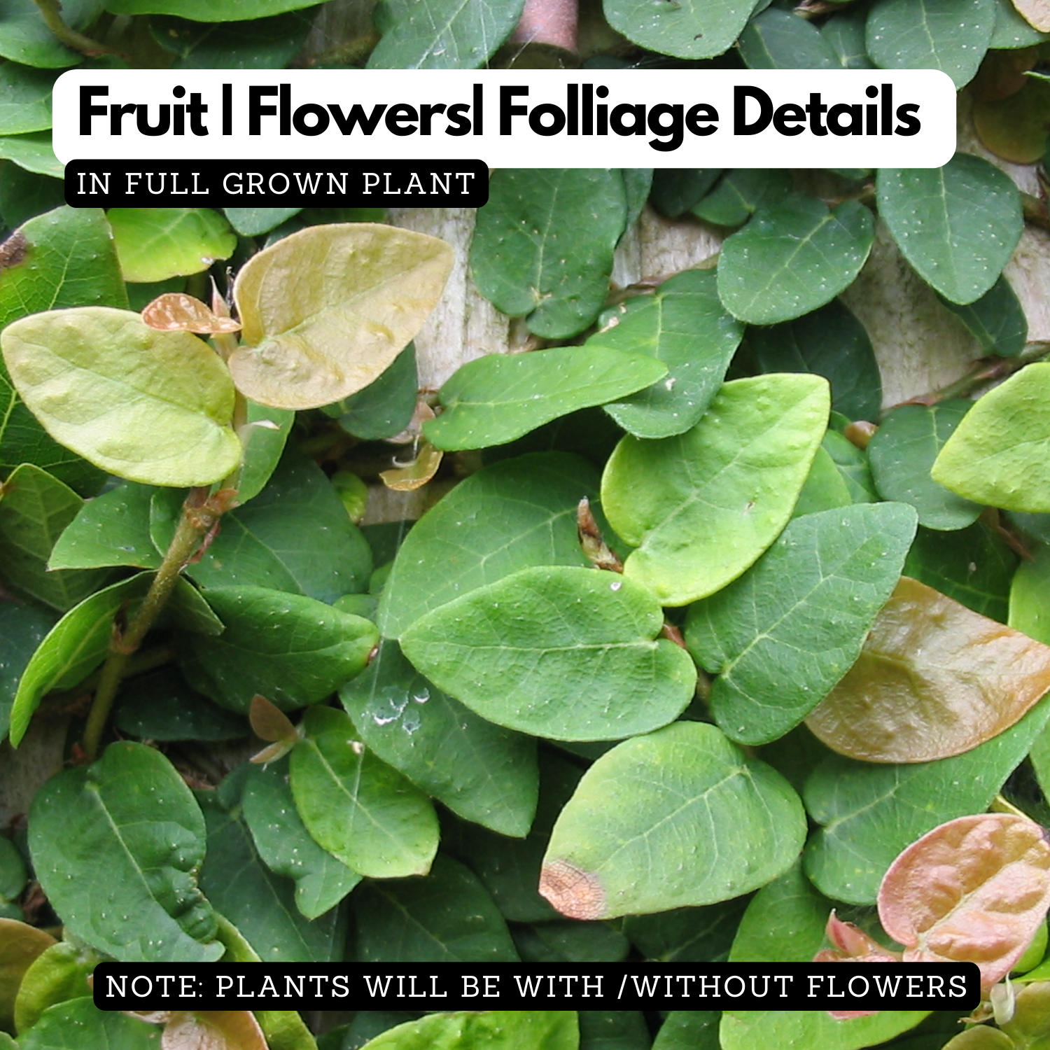 Creeping Fig Plant / Climbing Fig Ficus pumila Ornamental Live Plant (Home & Garden)