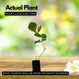 Palash / Flame Of The Forest (Butea Monosperma) Ornamental/Medicinal Live Plant (Home & Garden)