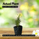 Rosemary Plant / Gulmehendi (Salvia rosmarinus) Flowering / Ornamental / Medicinal Live Plant (Home & Garden)