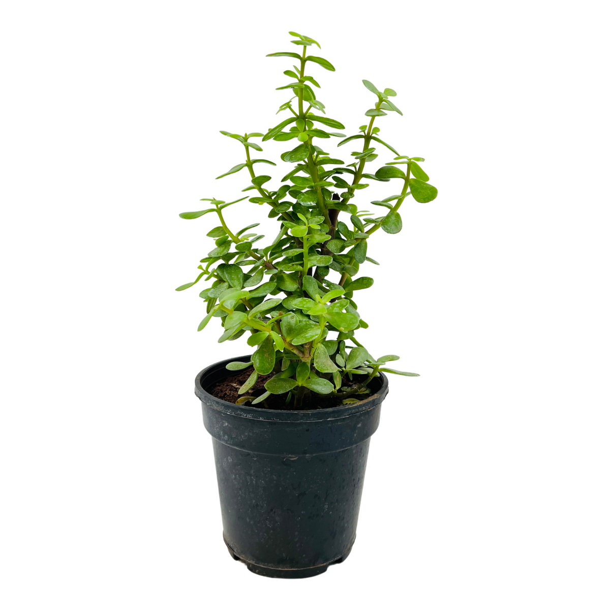 Jade Plant (Crassula Argentea) - Live Plant in 13cm Pot (Home & Garden)