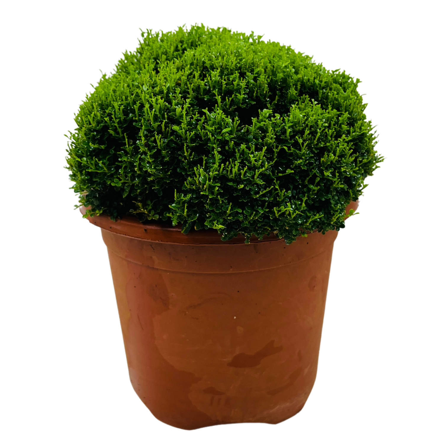 Table kamini plant price deals