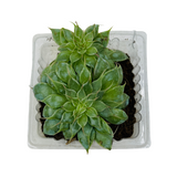 Graptopetalum Filiferum - Succulent Live Plant (Home & Garden)