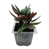 Peperomia Caperata- Live  Plant (Home & Garden)