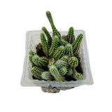 Peanut Cactus / Echinopsis chamaecereus - Live Cactus Plant (Home & Garden)