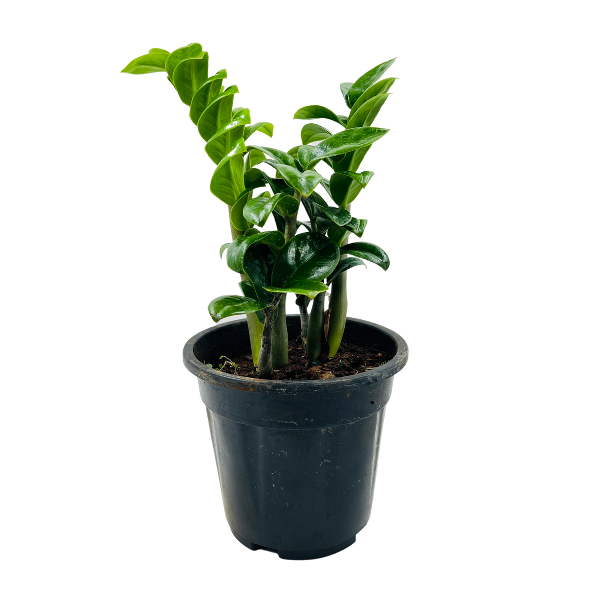 Zamioculcas zamiifolia ‘Zenzi’ Dwarf ZZ Plant- Live Plant in 5inch Pot (Home & Garden)
