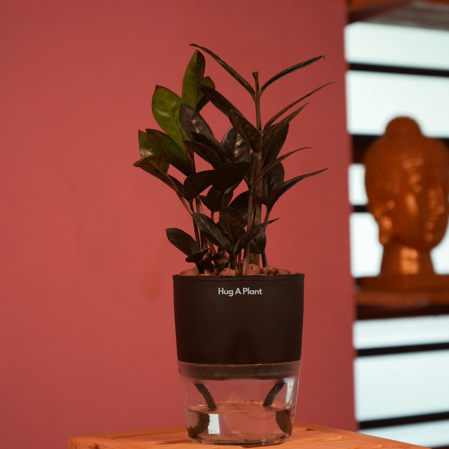 Zamioculcas Raven / Black ZZ Plant (Zamioculcas zamiifolia)- Live Plant (With Self-Watering Pot & Plant) (Home & Garden)