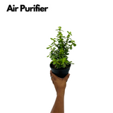 Jade Plant (Crassula Argentea) - Live Plant in 13cm Pot (Home & Garden)