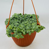 Fittonia Green Plant Hanging With Pot