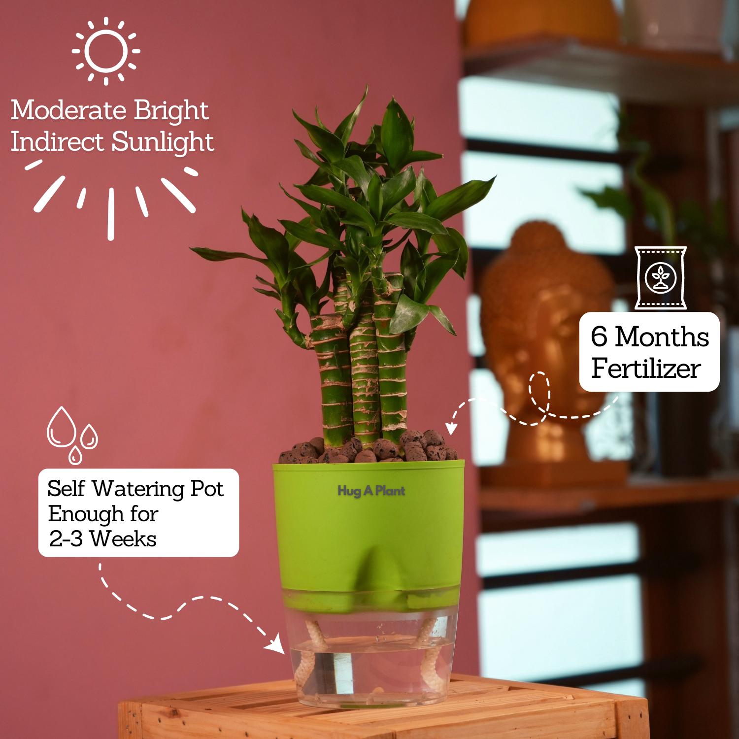 Lotus Bamboo / Lucky Bamboo - Live Plant (With Self-Watering Pot & Plant)