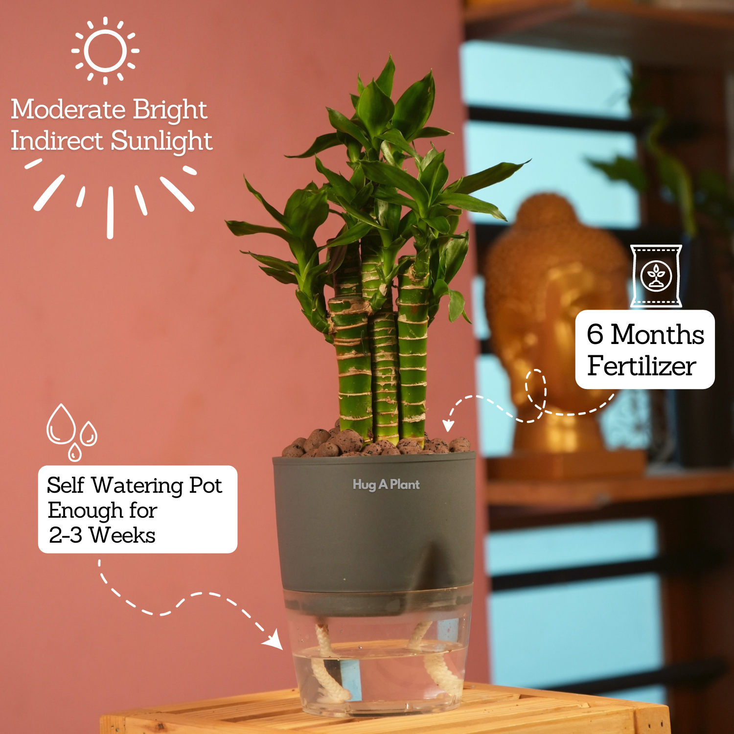 Lotus Bamboo / Lucky Bamboo - Live Plant (With Self-Watering Pot & Plant)