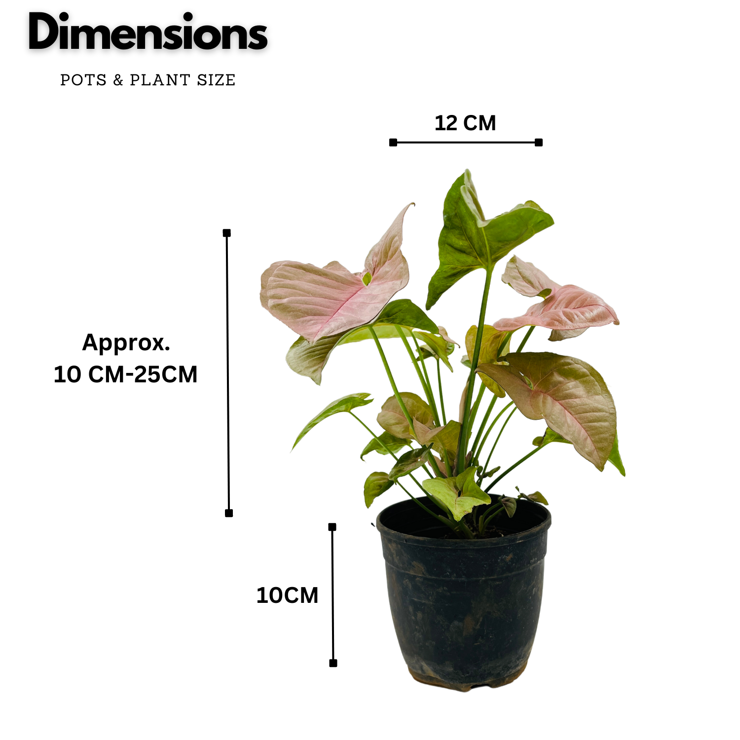 Syngonium Pink (Syngonium Podophyllum) - Live Plant (Home & Graden)