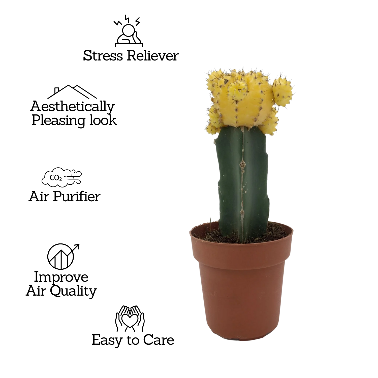 Moon Cactus Yellow (Gymnocalycium mihanovichii)- Live Plant (Home & Garden)
