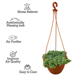 Fittonia Green Plant Hanging With Pot